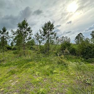 Photo #9 of 100 Haywood Cemetery Road, Rockingham, NC 7.5 acres