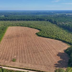 Photo #15 of SOLD property in Off Triple B Lane, Autryville , NC 14.8 acres