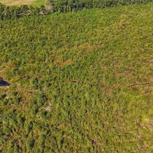 Photo #19 of SOLD property in Off Triple B Lane, Autryville , NC 14.8 acres