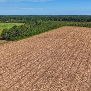 Photo #5 of SOLD property in Off Triple B Lane, Autryville , NC 14.8 acres
