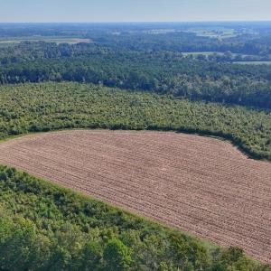 Photo #8 of SOLD property in Off Triple B Lane, Autryville , NC 14.8 acres