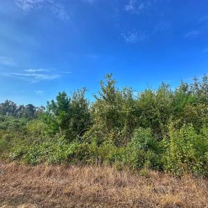 Photo #50 of SOLD property in Off Triple B Lane, Autryville , NC 14.8 acres
