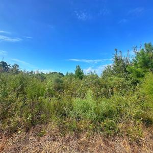 Photo #51 of SOLD property in Off Triple B Lane, Autryville , NC 14.8 acres