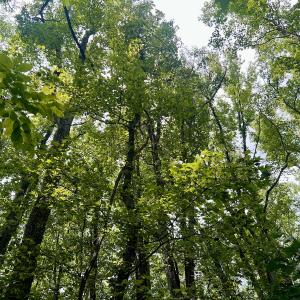 Photo #10 of SOLD property in 1450 Elgin Av , High Point, NC 1.9 acres