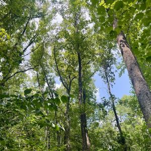 Photo #17 of SOLD property in 1450 Elgin Av , High Point, NC 1.9 acres