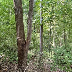 Photo #2 of SOLD property in 1450 Elgin Av , High Point, NC 1.9 acres
