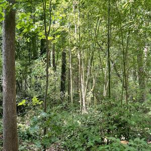 Photo #5 of SOLD property in 1450 Elgin Av , High Point, NC 1.9 acres