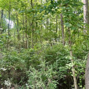 Photo #6 of SOLD property in 1450 Elgin Av , High Point, NC 1.9 acres