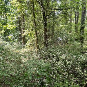 Photo #7 of SOLD property in 1450 Elgin Av , High Point, NC 1.9 acres