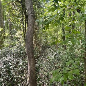 Photo #8 of SOLD property in 1450 Elgin Av , High Point, NC 1.9 acres