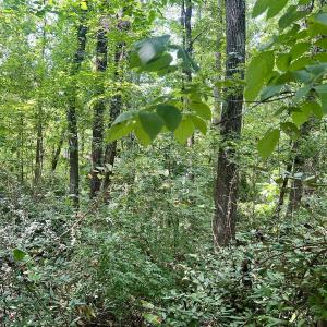 Photo #9 of SOLD property in 1450 Elgin Av , High Point, NC 1.9 acres