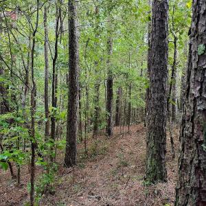 Photo #17 of SOLD property in Off Deer Run Road, Norwood, NC 17.0 acres