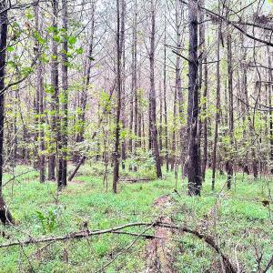 Photo #11 of SOLD property in Off Wakefield Rd. , Sedley, VA 14.1 acres