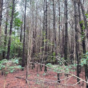 Photo #12 of SOLD property in Off Wakefield Rd. , Sedley, VA 14.1 acres