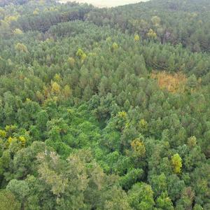 Photo #6 of SOLD property in Off Wakefield Rd. , Sedley, VA 14.1 acres
