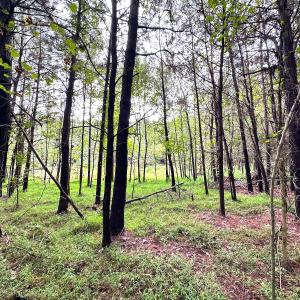 Photo #14 of SOLD property in Off Wakefield Rd. , Sedley, VA 14.1 acres