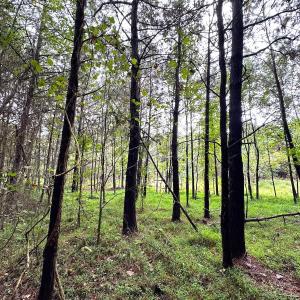 Photo #15 of SOLD property in Off Wakefield Rd. , Sedley, VA 14.1 acres