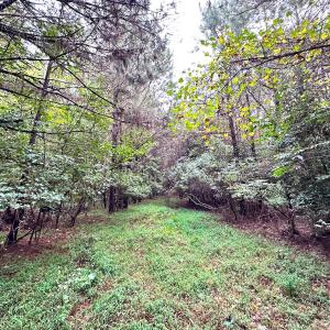 Photo #16 of SOLD property in Off Wakefield Rd. , Sedley, VA 14.1 acres