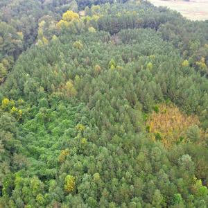 Photo #20 of SOLD property in Off Wakefield Rd. , Sedley, VA 14.1 acres