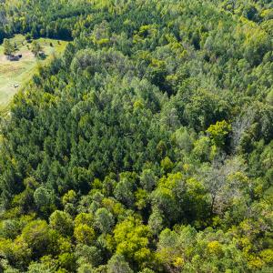 Photo #10 of SOLD property in Lot-6, Off Wilson Road, Providence, NC 3.0 acres
