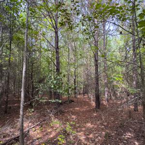 Photo #25 of SOLD property in Lot-6, Off Wilson Road, Providence, NC 3.0 acres