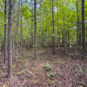 Photo #30 of SOLD property in Lot-6, Off Wilson Road, Providence, NC 3.0 acres
