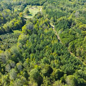 Photo #11 of SOLD property in Lot-9, Off Wilson Road, Providence, NC 3.8 acres