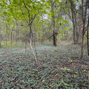 Photo #12 of SOLD property in Lot-9, Off Wilson Road, Providence, NC 3.8 acres