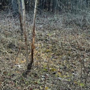 Photo #30 of SOLD property in Lot-7, Off  Wilson Road, Providence, NC 10.0 acres