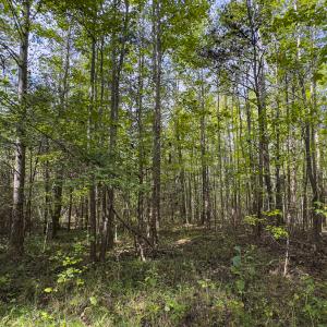 Photo #35 of SOLD property in Lot-7, Off  Wilson Road, Providence, NC 10.0 acres