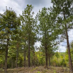 Photo #35 of SOLD property in Lot-8, Off Wilson Road, Providence, NC 16.6 acres