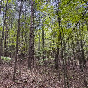 Photo #37 of SOLD property in Lot-8, Off Wilson Road, Providence, NC 16.6 acres