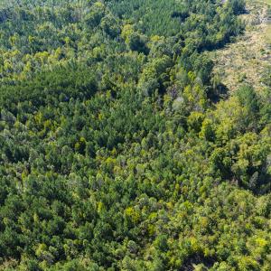 Photo #40 of SOLD property in Lot-8, Off Wilson Road, Providence, NC 16.6 acres