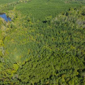 Photo #42 of SOLD property in Lot-8, Off Wilson Road, Providence, NC 16.6 acres