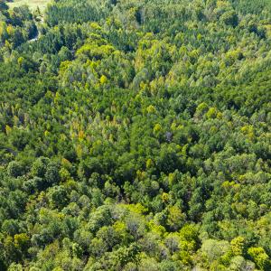 Photo #46 of SOLD property in Lot-8, Off Wilson Road, Providence, NC 16.6 acres
