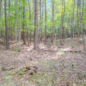 Photo #12 of SOLD property in Off Underwood Rd, Carthage, NC 32.9 acres
