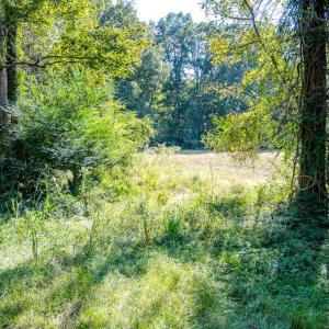 Photo #14 of SOLD property in Off Underwood Rd, Carthage, NC 32.9 acres