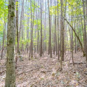 Photo #16 of SOLD property in Off Underwood Rd, Carthage, NC 32.9 acres