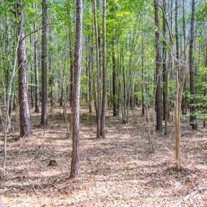 Photo #19 of SOLD property in Off Underwood Rd, Carthage, NC 32.9 acres