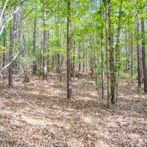 Photo #20 of SOLD property in Off Underwood Rd, Carthage, NC 32.9 acres
