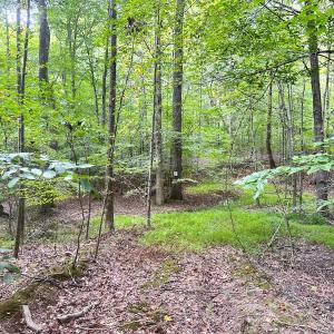 Photo #16 of SOLD property in Off Reynolds Drive, Carrollton, VA 5.0 acres