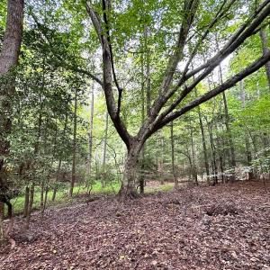 Photo #18 of SOLD property in Off Reynolds Drive, Carrollton, VA 5.0 acres