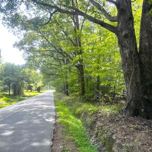 Photo #4 of SOLD property in Off Reynolds Drive, Carrollton, VA 5.0 acres
