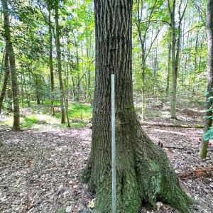 Photo #12 of SOLD property in Off Reynolds Drive, Carrollton, VA 5.1 acres