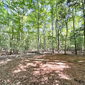 Photo #14 of SOLD property in Off Reynolds Drive, Carrollton, VA 5.1 acres