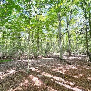 Photo #15 of SOLD property in Off Reynolds Drive, Carrollton, VA 5.1 acres