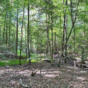 Photo #16 of SOLD property in Off Reynolds Drive, Carrollton, VA 5.1 acres