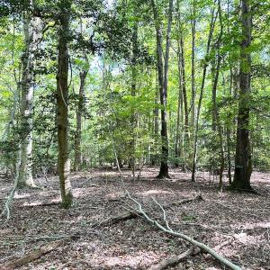 Photo #17 of SOLD property in Off Reynolds Drive, Carrollton, VA 5.1 acres