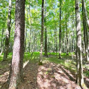 Photo #9 of SOLD property in Off Reynolds Drive, Carrollton, VA 5.1 acres
