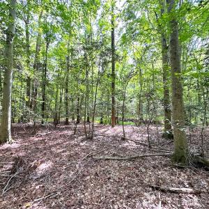 Photo #22 of SOLD property in Off Reynolds Drive, Carrollton, VA 5.1 acres